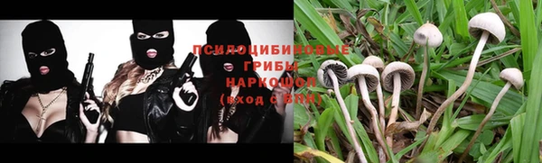индика Новозыбков