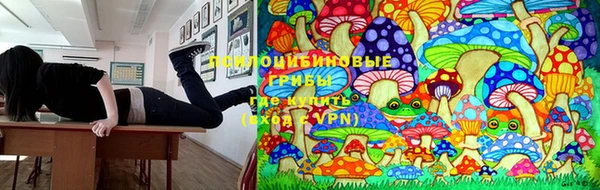 индика Новозыбков
