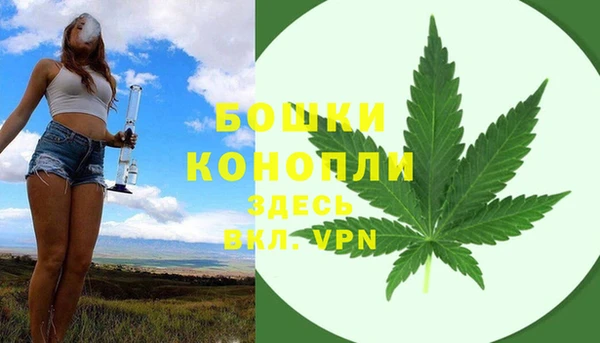 индика Новозыбков