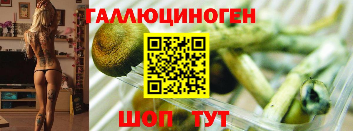 Галлюциногенные грибы Psilocybine cubensis Ревда